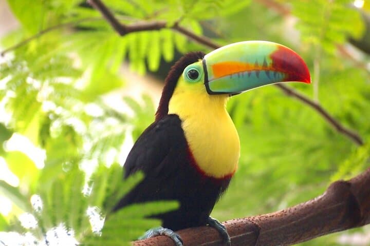 Five-in-One Nature and Wildlife Day Trip from Liberia photo 3