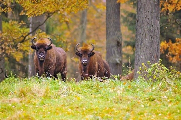 Private Full-Day Bison Safari in Bialowieza National Park