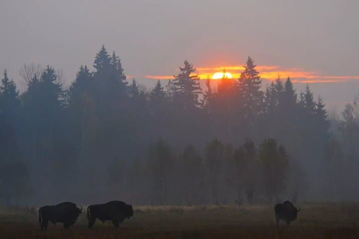 Private Full-Day Bison Safari in Bialowieza National Park photo 2