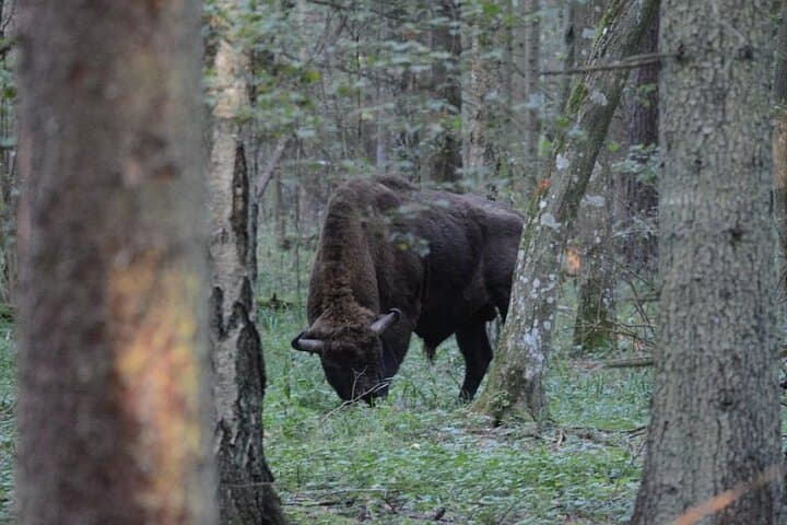 Private Full-Day Bison Safari in Bialowieza National Park photo 3