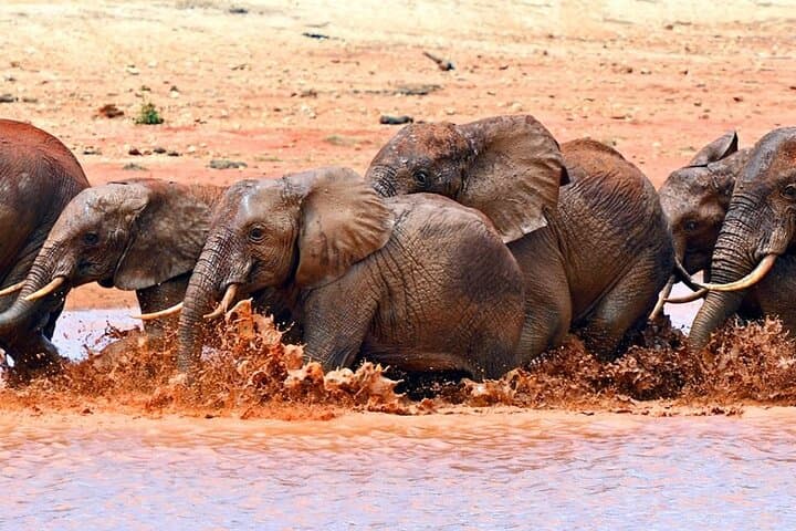 3-Day Tsavo West Safari: Madaraka Jeep Adventure to Mzima Springs & Man-Eaters Country photo 5