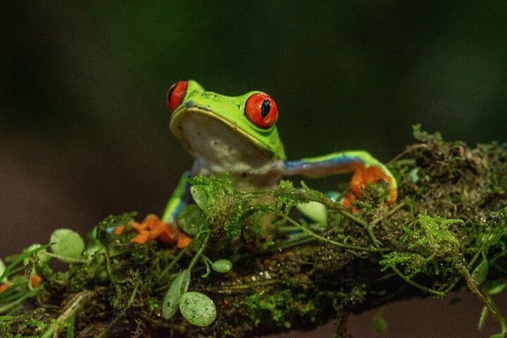 Rio Celeste Night Walk at Tenorio Volcano — Guided Nocturnal Wildlife Experience