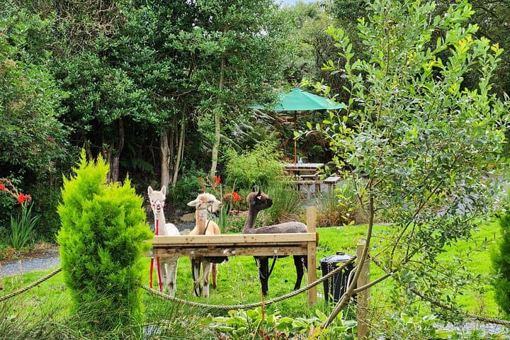 Guided Alpaca Trekking in Northern Ireland: Scenic 1.4km Trail with Island Coffee Stop photo 4