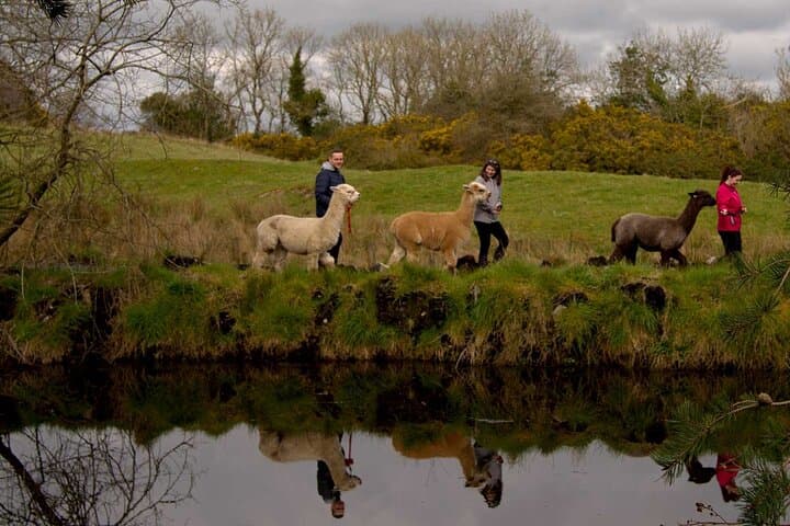Guided Alpaca Trekking in Northern Ireland: Scenic 1.4km Trail with Island Coffee Stop photo 6