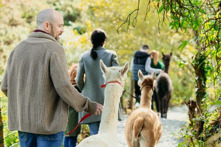 Guided Alpaca Trekking in Northern Ireland: Scenic 1.4km Trail with Island Coffee Stop