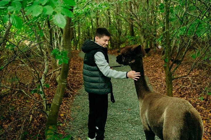Guided Alpaca Trekking in Northern Ireland: Scenic 1.4km Trail with Island Coffee Stop photo 5