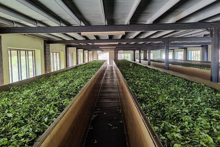 Semidale Tea Factory Tour & Tasting — Deniyaya Ceylon Tea Experience photo 2