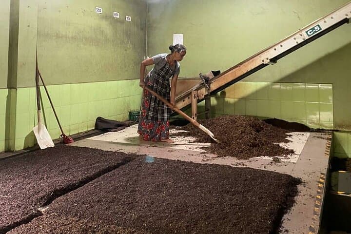 Semidale Tea Factory Tour & Tasting — Deniyaya Ceylon Tea Experience photo 3