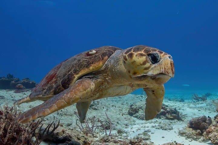 Cozumel Two-Tank Reef Dive: Palancar Walls & Marine Life by Boat photo 2