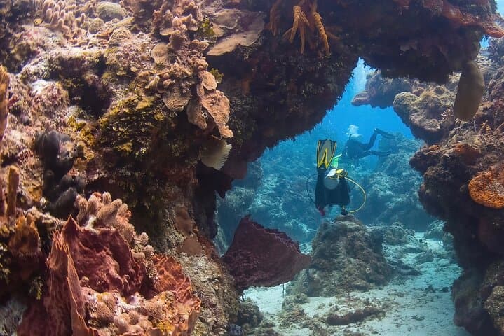 Cozumel Two-Tank Reef Dive: Palancar Walls & Marine Life by Boat photo 3