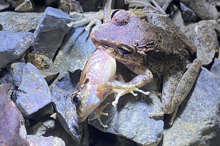 Jaco Night Walk and Jungle Dinner: Glass Frogs & Waterfall Swim