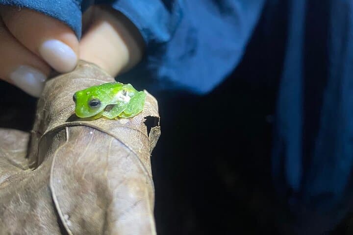 Jaco Night Walk and Jungle Dinner: Glass Frogs & Waterfall Swim photo 3