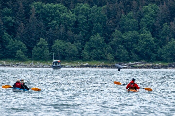 Paddle with Whales: An Immersive Kayak Adventure in Juneau's Inside Passage photo 4