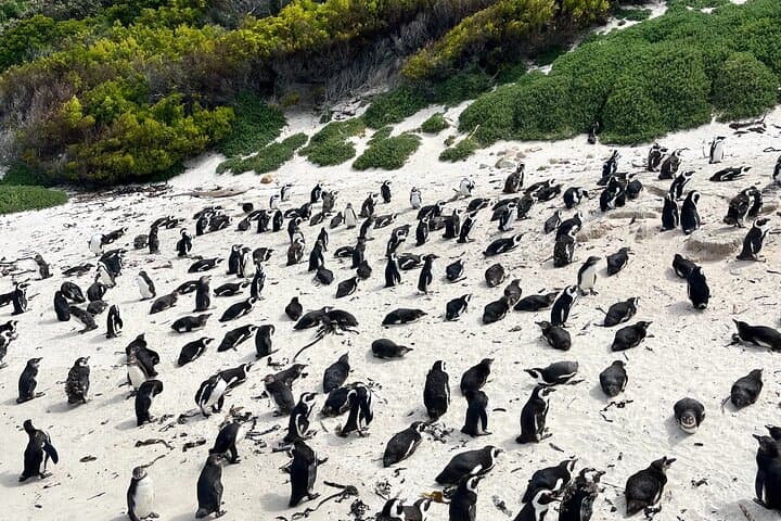 Private Guided Peninsula Tour: Table Mountain, Cape Point & Boulders Beach Penguins photo 6