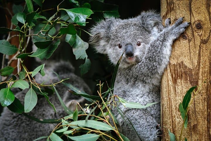 Private Blue Mountains Day Tour: Waterfalls, Koalas & Iconic Views from Katoomba photo 5
