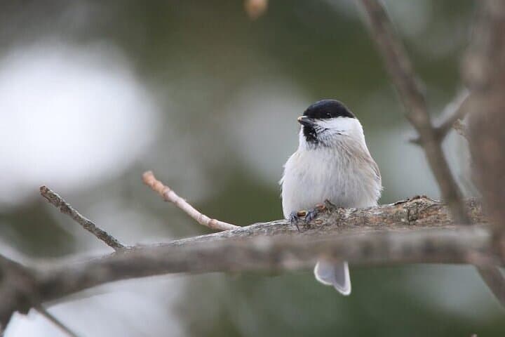 Furepe Falls Snowshoe Hike: Drift Ice, Icicles & Winter Wildlife on Shiretoko photo 3