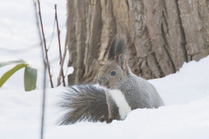 Furepe Falls Snowshoe Hike: Drift Ice, Icicles & Winter Wildlife on Shiretoko photo 4