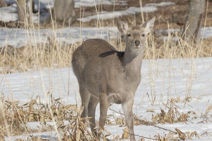 Furepe Falls Snowshoe Hike: Drift Ice, Icicles & Winter Wildlife on Shiretoko photo 5
