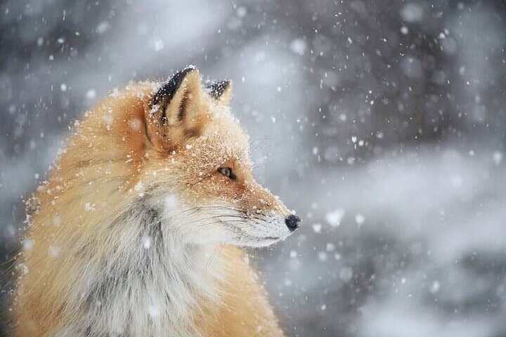 Furepe Falls Snowshoe Hike: Drift Ice, Icicles & Winter Wildlife on Shiretoko photo 6