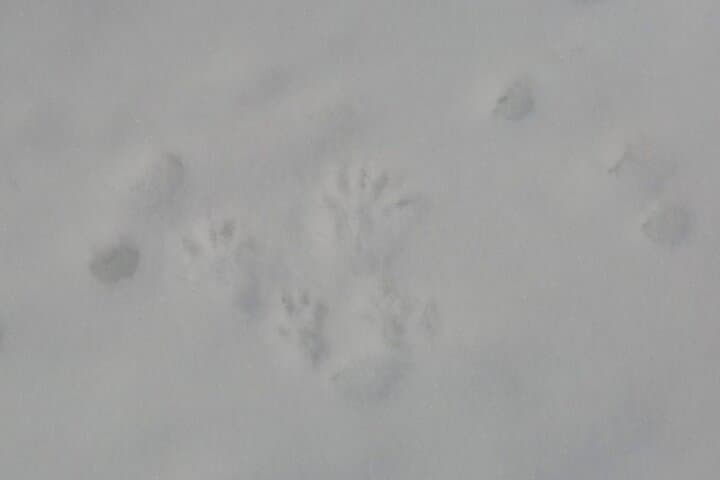 Winter Snowshoe at Shiretoko Five Lakes: Guided 4.5‑Hour Drift‑Ice Hike photo 3