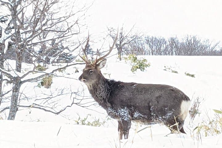 Winter Snowshoe at Shiretoko Five Lakes: Guided 4.5‑Hour Drift‑Ice Hike photo 5