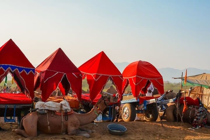 Dubai Evening Desert Safari & BBQ: Dune Bashing, Camel Rides and Live Shows photo 3
