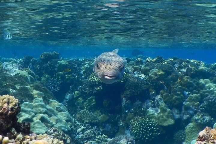 Snorkeling Safari in Marsa Alam: Red Sea Reefs & Turtle Encounters photo 2