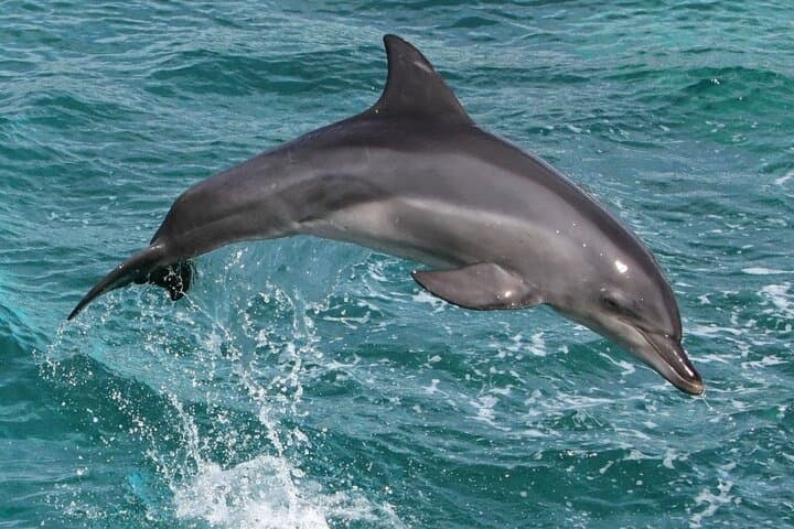 Marsa Alam Dolphin Watching and Snorkeling Boat Tour — Full-Day Red Sea Excursion photo 2