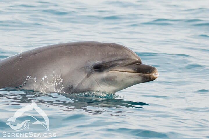 Marsa Alam Dolphin Watching and Snorkeling Boat Tour — Full-Day Red Sea Excursion photo 3