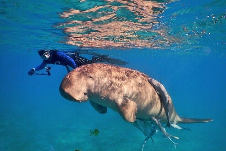 Ras Mohammed & White Island: Full-Day Red Sea Diving Excursion photo 6