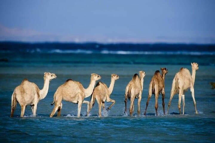 Wadi El Gemal Half-Day Desert Trek from Marsa Alam — Red Sea Desert, Ruins & Wildlife photo 3
