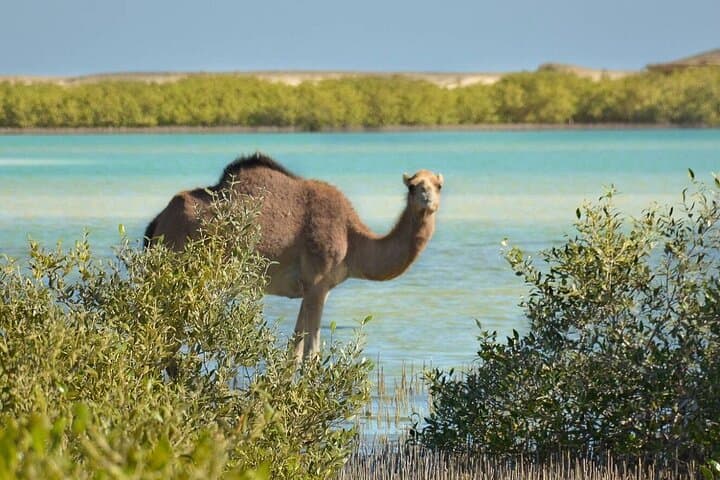 Wadi El Gemal Half-Day Desert Trek from Marsa Alam — Red Sea Desert, Ruins & Wildlife photo 5