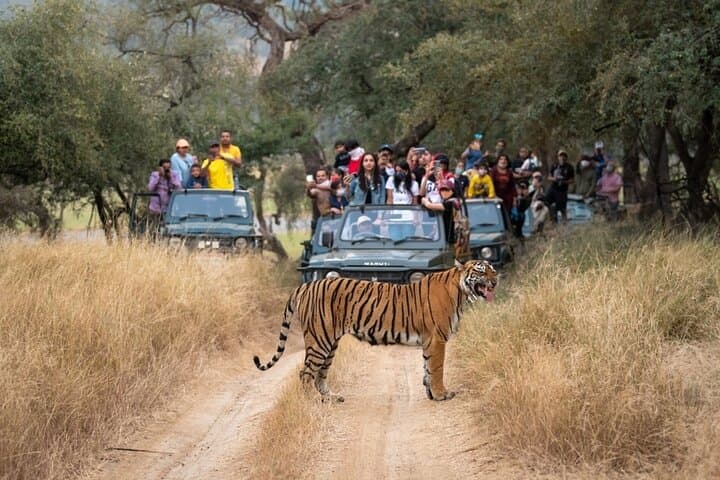 Taj Mahal and Ranthambore: 3-Day Sunrise, Sunset & Tiger Safari Experience photo 2