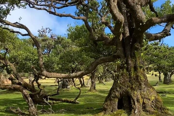 Madeira West Coast Tour: Waterfalls, Fanal Forest & Porto Moniz Day Trip photo 2