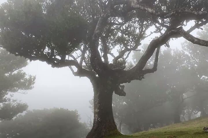 Madeira West Coast Tour: Waterfalls, Fanal Forest & Porto Moniz Day Trip photo 5