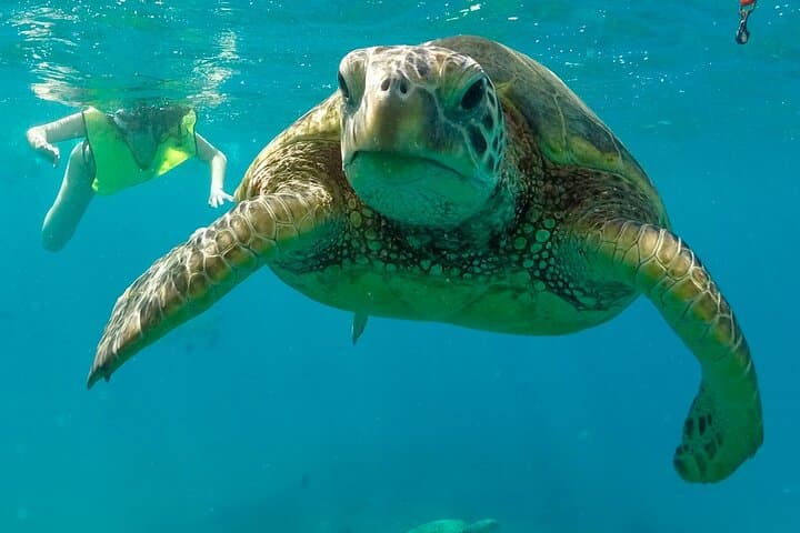 Private Swim and Sail Charter from Kewalo Harbor — Two-Hour Snorkel & Sightseeing Cruise photo 6