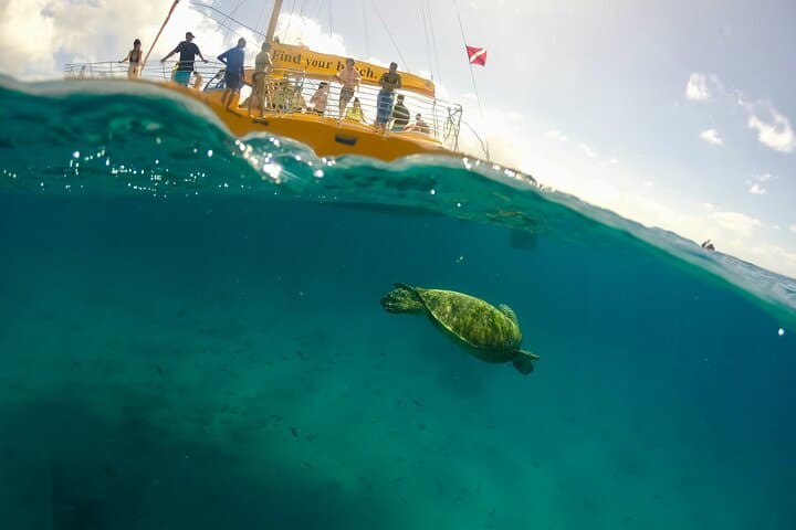 Private Swim and Sail Charter from Kewalo Harbor — Two-Hour Snorkel & Sightseeing Cruise photo 4