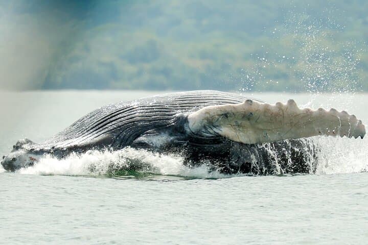 Whale and Dolphin Tour in Marino Ballena National Park — Uvita Boat Wildlife Safari & Snorkel