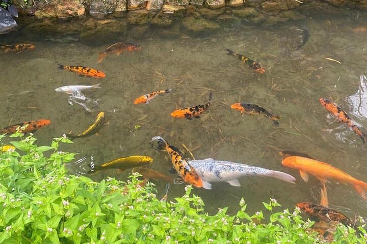 Mindo Cloud Forest Day Trip: Birding, Butterfly Garden, Canopy & Chocolate photo 4