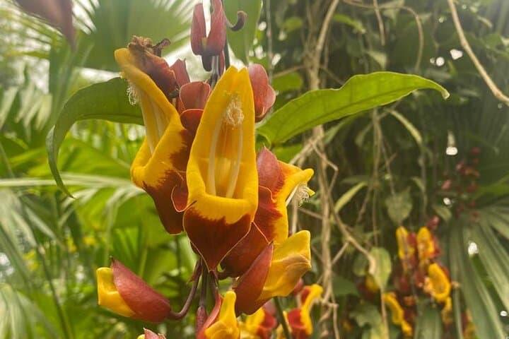 Mindo Cloud Forest Day Trip: Birding, Butterfly Garden, Canopy & Chocolate photo 5