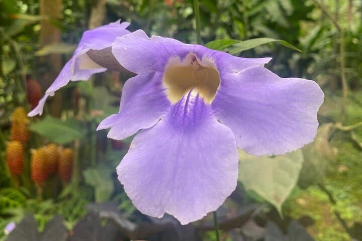 Mindo Cloud Forest Day Trip: Birding, Butterfly Garden, Canopy & Chocolate photo 6
