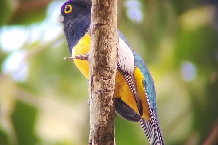 Hiking and Birdwatching in Nosara Biological Reserve — Guided 90–120 Minute Nature Walk photo 2