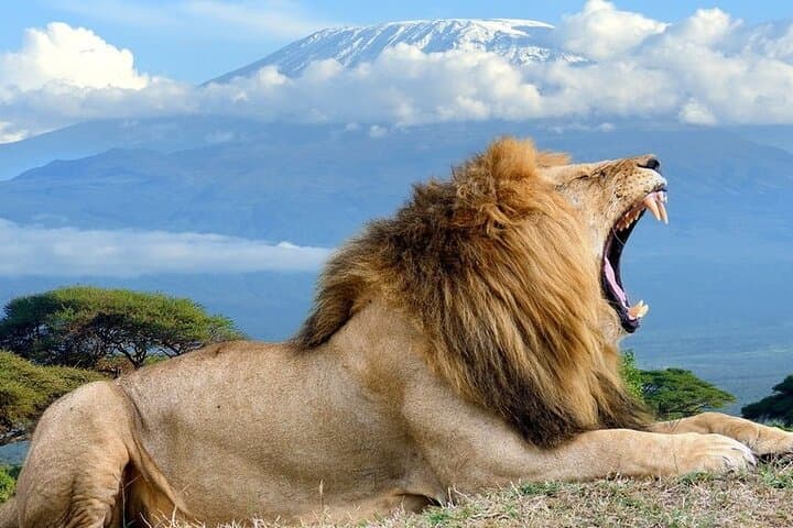 Amboseli 2-Day Safari: Up-Close Elephants, Kilimanjaro Views & Overnight Camp photo 1