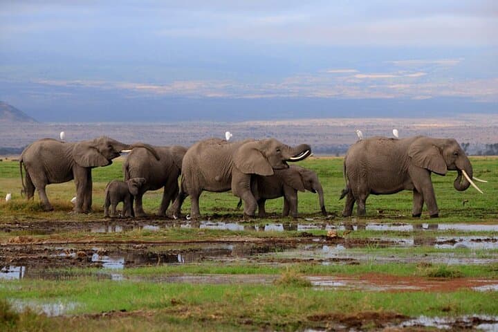 Amboseli 2-Day Safari: Up-Close Elephants, Kilimanjaro Views & Overnight Camp photo 3