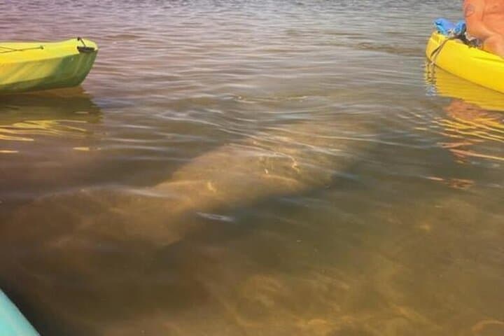 Kayak with Manatees and Explore Tarpon Springs' Historic Sponge Docks photo 3