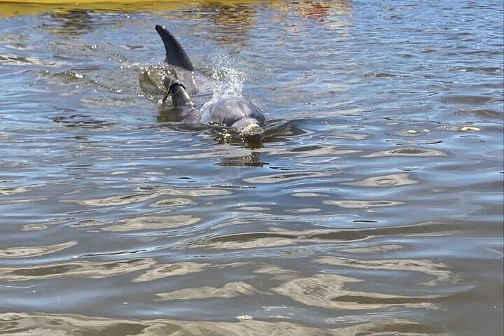 Kayak with Manatees and Explore Tarpon Springs' Historic Sponge Docks photo 5