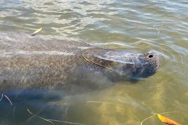 Kayak with Manatees and Explore Tarpon Springs' Historic Sponge Docks photo 6