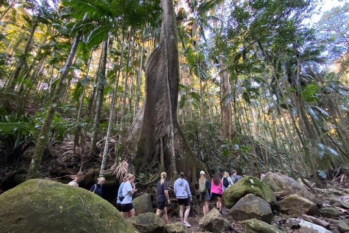 Byron Bay Glow-worms, Waterfalls & Rainforest Day Trip photo 3
