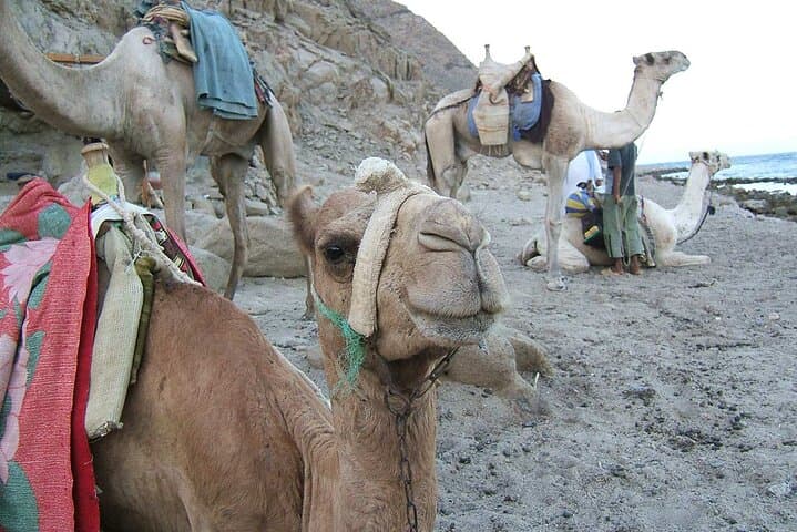 Dahab Camel Trek: Private Desert-and-Beach Ride with Lunch photo 3