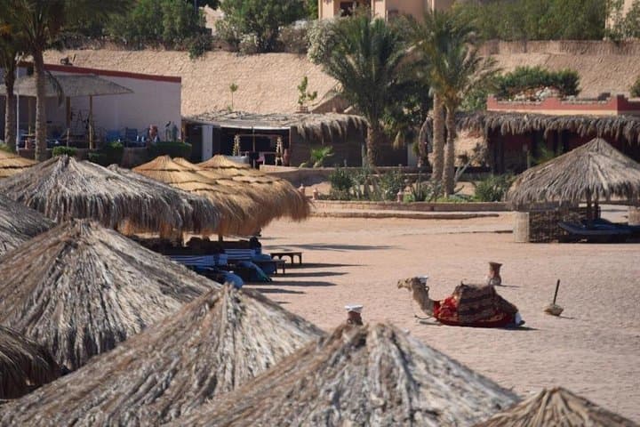 Sharm El Naga National Park: Snorkel with Turtles on a Full-Day Trip from Hurghada photo 4